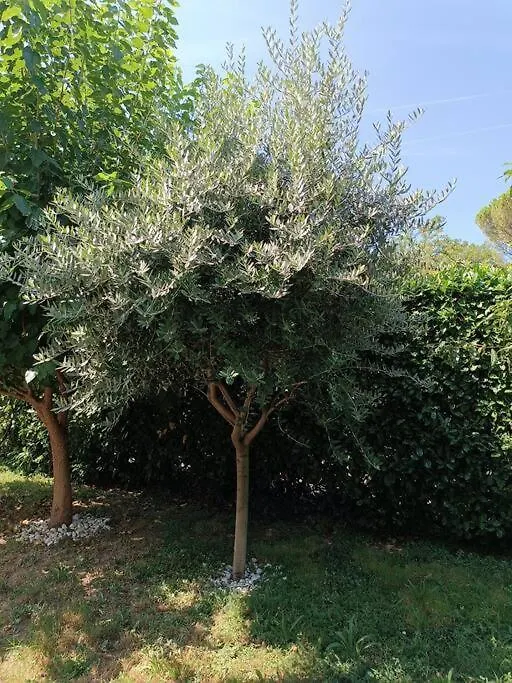 B&B Il Tulipano Como