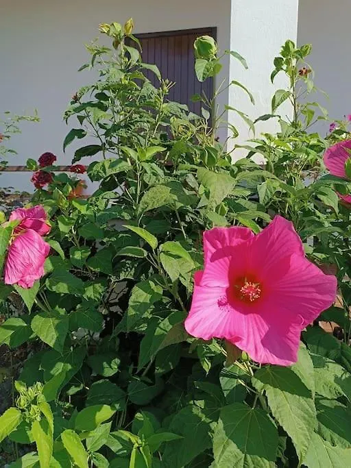 Frühstückspension B&B Il Tulipano Como