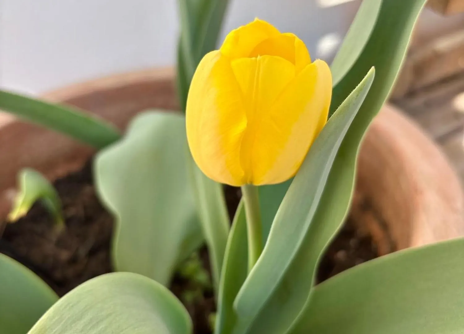 B&B Il Tulipano Como Italien